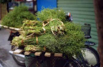 [🆕🇻🇳] Hương Việt – Hương vị Việt Nam 🍔 Top1Food  🍜 Hương mùi già gọi TếtKhi hương xuân len lỏi khắp phố phường, người người nhộn nhịp tưng bừng chuẩn bị đón xuân thì cỏ cây hoa lá cũng “thức dậy” trổ đầy  , shares-0✔️ , likes-2❤️️ , date-2025-01-13 22:50:21🇻🇳🇻🇳🇻🇳📰🆕