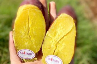 [🆕🇻🇳] THUỶ THUỶ FOOD – Trái Cây Sạch / Đặc Sản Đà Lạt 🍔 Top1Food  🍜  #𝐅𝐑𝐄𝐄𝐒𝐇𝐈𝐏 thùng 5kg .. Ưu đãi chỉ trong hôm nay – khách nhanh tay nha
𝐊𝐇𝐎𝐀𝐈 𝐋𝐀𝐍𝐆 𝐍𝐇𝐀̣̂𝐓 𝐗𝐔𝐀̂́𝐓 𝐊𝐇𝐀̂̉𝐔 – Chuẩn hàng khoai Xuất loại 1 #XD_FARM nhen
Cứ t , shares-0✔️ , likes-0❤️️ , date-2025-01-13 02:20:51🇻🇳🇻🇳🇻🇳📰🆕