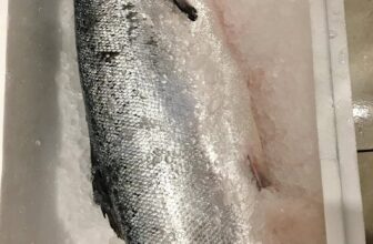 [🆕🇻🇳] Tiến sushi  (Tiến Nhật- Thuỷ sushi) – Bán ăn tại quán, nhận ship hàng và mua mang về 🍔 Top1Food  🍜 Tiến sushi 295 Đội cấn- Ba đình- Hn
034.512.8898Cá nhà Tiến phile nguyên con. Món ăn lúc nào cũng tươi róiNhận Mix set theo yêu cầu v , shares-0✔️ , likes-3❤️️ , date-2025-01-20 18:50:41🇻🇳🇻🇳🇻🇳📰🆕