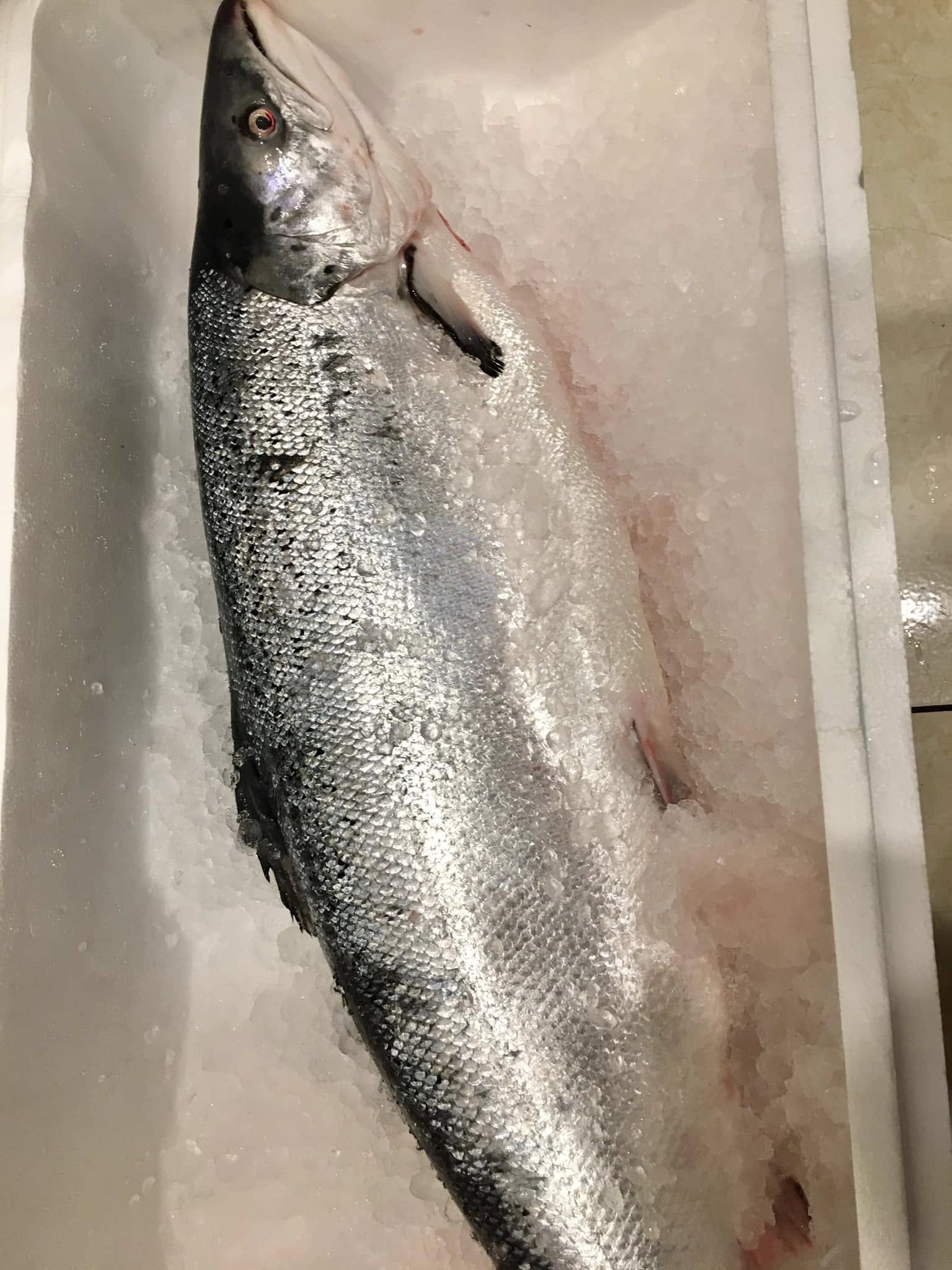 [🆕🇻🇳] Tiến sushi  (Tiến Nhật- Thuỷ sushi) – Bán ăn tại quán, nhận ship hàng và mua mang về 🍔 Top1Food  🍜 Tiến sushi 295 Đội cấn- Ba đình- Hn
                  034.512.8898

Cá nhà Tiến phile nguyên con. Món ăn lúc nào cũng tươi rói

Nhận Mix set theo yêu cầu v , shares-0✔️ , likes-3❤️️ , date-2025-01-20 18:50:41🇻🇳🇻🇳🇻🇳📰🆕