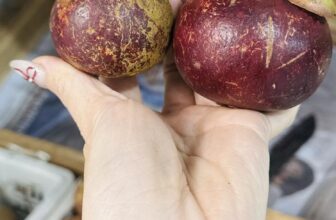 [🆕🇻🇳] Hương Thảo food and Fruits – Cửa hàng thực phẩm tự nhiên 🍔 Top1Food  🍜  MĂNG CỤT THÁI …..NGON KHÁCH NHA.
– 250K/KY
HÀNG E CÓ ĐẾN TÊT…..KHÁCH CẦN HÀNG BIẾU TÊT NHẮN E NHA
, shares-0✔️ , likes-1❤️️ , date-2025-01-10 20:04:11🇻🇳🇻🇳🇻🇳📰🆕