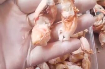 [🆕🇻🇳] ANH THƯ FOOD – Thịt Càng Cua / Thịt Ghẹ -Tôm Tích 🍔 Top1Food  🍜 Nhà Em Thư Làm Hàng Trả Nợ Đơn Cúm Cuối Năm
–
Hàng Thịt Cúm Bên Em . Khách Lên Đơn Mới Bắt Đầu Cho Thợ Làm Hàng . Nên Hàng Tuyệt Đối Tươi Mới . Không Bị Kh , shares-0✔️ , likes-0❤️️ , date-2025-01-16 21:23:43🇻🇳🇻🇳🇻🇳📰🆕