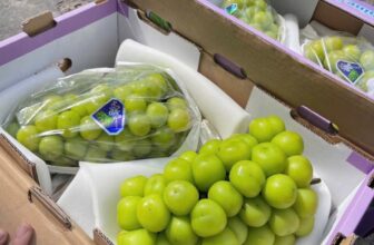 [🆕🇻🇳] Hoa Quả 4Mùa – Cửa hàng rau quả 🍔 Top1Food  🍜  Nho Mẫu Đơn chùmNGON- ĐẸP- RẺ – NGỌT LỊM
ONLY #159k/ chùm bắp#Nho_mẫu_đơn đang vào mùa, trái to vừa, tươi ngon, cứng trái ngọt rất thơm. Chùm nho , shares-0✔️ , likes-0❤️️ , date-2025-01-12 17:38:35🇻🇳🇻🇳🇻🇳📰🆕