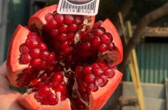 [🆕🇻🇳] THUỶ THUỶ FOOD – Trái Cây Sạch / Đặc Sản Đà Lạt 🍔 Top1Food  🍜 𝐋𝐔̛̣𝐔 𝐇𝐔𝐘𝐄̂́𝐓 𝐑𝐎̂̀𝐍𝐆 – 𝐋𝐔̛̣𝐔 𝐏𝐄𝐑𝐔 – trái to VIP mới đáp Tiệm em
#119k/kg
Box 6trái to ~ 3.5kg #399kLựu huyết rồng có màu đỏ thẫm, rất đẹp, vị ngọt x , shares-0✔️ , likes-0❤️️ , date-2025-01-15 02:50:24🇻🇳🇻🇳🇻🇳📰🆕