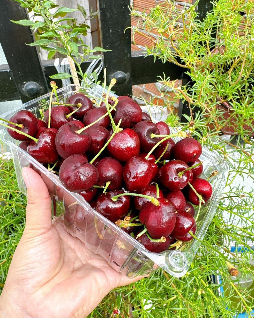 [🆕🇻🇳]  Aiko Kids – Thời Trang Cho Bé – Cửa hàng chuyên dép sục, giày lười và phụ kiện, charm gắn dép 🧑‍🧒❤️️👶⭐️ Tổng hợp các mẫu be trai
2xx-3xx tuy mẫu
Tu Size 24-35
, shares-2✔️ , likes-3❤️️ , date-2025-01-14 21:40:22🇻🇳🇻🇳🇻🇳📰🆕