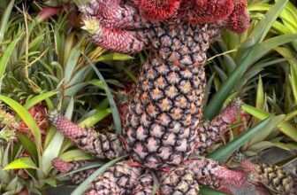 [🆕🇻🇳] Hương Thảo food and Fruits – Cửa hàng thực phẩm tự nhiên 🍔 Top1Food  🍜  DƯA HẤU KHẮC LASER
–  Nhà em bao ruột đỏ au , giòn , ngọt, siêu mọng nước
–  Giá cặp nhỏ trai 3.7 – 4.5ky ; 500k/căp
Cặp to trái 5 – 6ky : 60 , shares-1✔️ , likes-2❤️️ , date-2025-01-14 20:48:22🇻🇳🇻🇳🇻🇳📰🆕