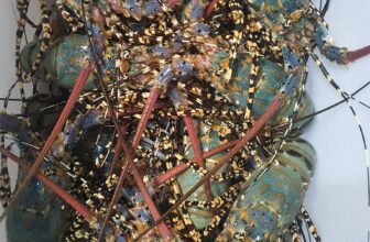 [🆕🇻🇳] Tôm Hùm Việt – Chuyên cung cấp sỉ tôm hùm cho các vựa, nhà hàng khách sạn 🍔 Top1Food  🍜  Tôm Hùm sang chảnh siêu to khổng lồ – Ngon từ thịt, ngọt từ vỏ!SIÊU TIẾT KIỆM – GIÁ CỰC CHILL
Hàng về mới mỗi ngày  tươi rói, nhập chính gốc tại bè
G , shares-0✔️ , likes-5❤️️ , date-2025-01-14 20:49:05🇻🇳🇻🇳🇻🇳📰🆕