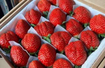 [🆕🇻🇳] Vườn Dâu Nhà Mớm – Based in Saigon 🍔 Top1Food  🍜 Ai thích đỏ ngọt là nhắn Nhà Mớm liền bạn ơi
– Dâu Nhật Sky Vip 25-30 trái: 250k/ hộp 500gr
– Size 36 trái lớn: 220k /hộp 500gr
– Size 49 trái vừa: 180 , shares-0✔️ , likes-1❤️️ , date-2025-01-13 22:07:48🇻🇳🇻🇳🇻🇳📰🆕