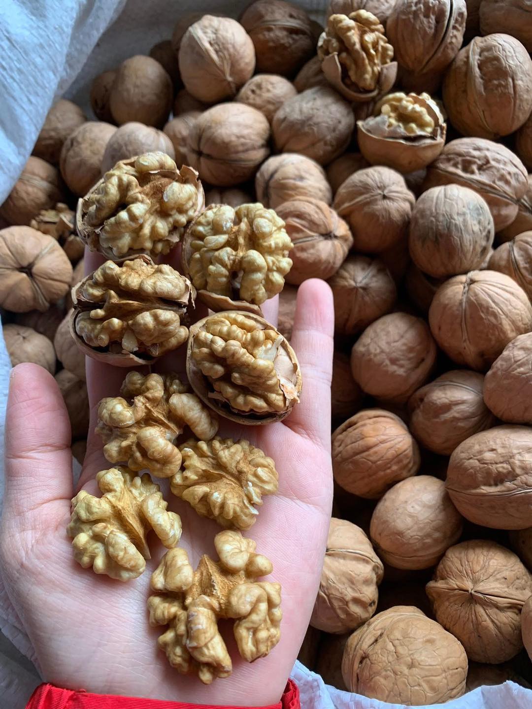 [🆕🇻🇳] AQUA FOOD – Chuyên Sỉ Bánh Và Hạt Dinh Dưỡng 🍔 Top1Food  🍜 ÓC CHÓ VÀNG GIẤY 

Nay em về được ít óc chí giấy. 
Khách mua về ăn trực tiếp hoặc nấu sữa vô cùng tiện lợi 
Giá: 100k/kg
Sỉ từ 5kg
 , shares-0✔️ , likes-0❤️️ , date-2025-01-15 13:14:23🇻🇳🇻🇳🇻🇳📰🆕