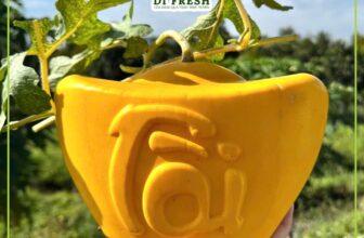 [🆕🇻🇳] Di Fresh Fruits – Cửa hàng trái cây nhập khẩu tươi sạch 🍔 Top1Food  🍜 DƯA HẤU THỎI VÀNG TÀI LỘC – QUÀ TẶNG TRƯNG BIẾU HOT NGÀY TẾTChủng loại: dưa hấu hoàng kim
Trọng lượng: 2,5-3kg
Mặt trước sau chữ nổi TÀI LỘC
Số lượng có , shares-0✔️ , likes-0❤️️ , date-2025-01-15 21:41:07🇻🇳🇻🇳🇻🇳📰🆕