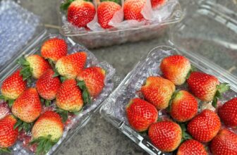 [🆕🇻🇳] Trái Cây Nhập Khẩu Tuy Hoà-Phú An Food 🍔 Top1Food  🍜 Dâu hana mộc châu hôm nay siêu đẹp khách ơi chỉ #149k/hộp 500g kèm muối xí muội ạ
Dâu mọng nước ngọt thơm lừng luôn nha
Đã có sẵn tại cửa hàng ạ
, shares-0✔️ , likes-1❤️️ , date-2025-01-16 19:29:07🇻🇳🇻🇳🇻🇳📰🆕