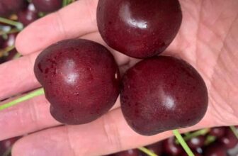 [🆕🇻🇳] Hoa Quả 4Mùa – Cửa hàng rau quả 🍔 Top1Food  🍜 MỚI VỀ CHUYẾN SÁNG NAY
SIZE #VIP – #TO NHẤT ( Size 4J )CHERRY CHILE – SUBSOLE – Chủng Lapins#350k/kgVị ngọt giòn – Đậm vịCuống xanh tươi – Trá , shares-0✔️ , likes-0❤️️ , date-2025-01-17 18:01:58🇻🇳🇻🇳🇻🇳📰🆕