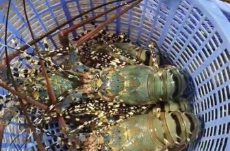 [🆕🇻🇳] Tôm Hùm Việt – Chuyên cung cấp sỉ tôm hùm cho các vựa, nhà hàng khách sạn 🍔 Top1Food  🍜 Đóng hàng liên tục cho kịp xe chạy đây nầy
200 con bông sống 1-1,2kg cho team anh campuchia lãi mỗi tình cảm thôi ạ
______
Hàng sẵn tại kho HCM đầu tấn
A , shares-0✔️ , likes-4❤️️ , date-2025-01-17 17:32:23🇻🇳🇻🇳🇻🇳📰🆕