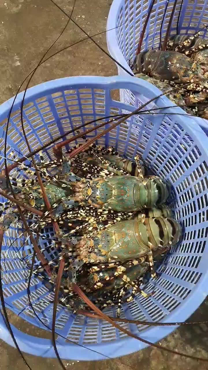 [🆕🇻🇳] Tôm Hùm Việt – Chuyên cung cấp sỉ tôm hùm cho các vựa, nhà hàng khách sạn 🍔 Top1Food  🍜 Đóng hàng liên tục cho kịp xe chạy đây nầy
 200 con bông sống 1-1,2kg cho team anh campuchia lãi mỗi tình cảm thôi ạ 
______
Hàng sẵn tại kho HCM đầu tấn
A , shares-0✔️ , likes-4❤️️ , date-2025-01-17 17:32:23🇻🇳🇻🇳🇻🇳📰🆕