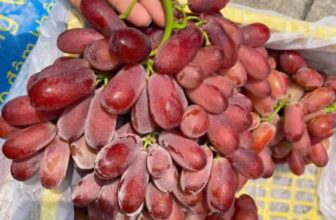 [🆕🇻🇳] Hoa Quả 4Mùa – Cửa hàng rau quả 🍔 Top1Food  🍜 #Traicay nhà e hôm nay sẵn nhiều mã cho cả nhà ạ
Nho mẫu đơn VIP #189k/hộp
Kim quất đài loan #79k/hộp
Macca hộp #99k/ hộp
Hạt điều bình phước xếp hoa #1 , shares-0✔️ , likes-0❤️️ , date-2025-01-18 00:18:35🇻🇳🇻🇳🇻🇳📰🆕