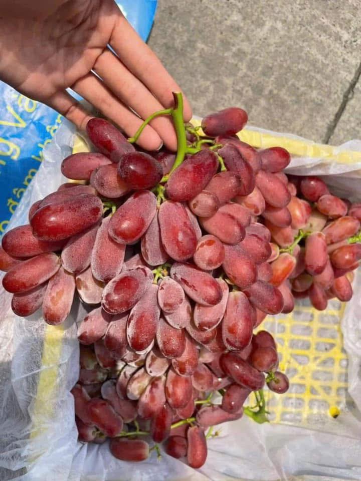 [🆕🇻🇳] Hoa Quả 4Mùa – Cửa hàng rau quả 🍔 Top1Food  🍜 #Traicay nhà e hôm nay sẵn nhiều mã cho cả nhà ạ
Nho mẫu đơn VIP #189k/hộp 
Kim quất đài loan #79k/hộp 
Macca hộp #99k/ hộp 
Hạt điều bình phước xếp hoa #1 , shares-0✔️ , likes-0❤️️ , date-2025-01-18 00:18:35🇻🇳🇻🇳🇻🇳📰🆕