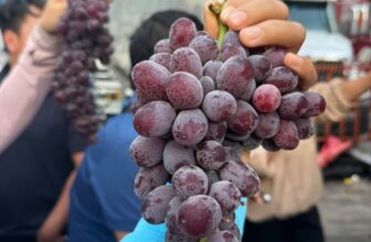 [🆕🇻🇳] Chio shop – Cửa hàng rau quả 🍔 Top1Food  🍜 Nho kẹo Peru hàng siêu hot hit – Trái nhỏ, giòn, ngọt, thơm, rất rất ngon nha!250k/kg
Thùng 3.8-4kg/900k
, shares-0✔️ , likes-0❤️️ , date-2025-01-18 19:30:54🇻🇳🇻🇳🇻🇳📰🆕