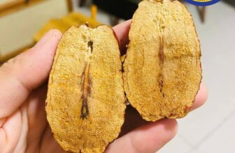 [🆕🇻🇳] Khả Hân Fresh Fruit – Sầu Riêng 6 Hữu 🍔 Top1Food  🍜 TÁO ĐỎ HOÀ ĐIỀN – TÂN CƯƠNG SIZE KING
Được trồng vùng Hoà Điền – Tân Cương, được mệnh danh dòng táo ngon, giàu dinh dưỡng nhất
Quả Táo To như quả trứng gà , shares-0✔️ , likes-0❤️️ , date-2025-01-16 19:46:33🇻🇳🇻🇳🇻🇳📰🆕