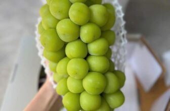 [🆕🇻🇳] TH Fruit – Chuyên Trái Cây Nhập Khẩu Cao Cấp 🍔 Top1Food  🍜  MENU CUỐI TUẦN – Mời Cả Nhà Thưởng Thức cùng TH Fruit nhé
Hàng tươi mới, chuẩn hàng Air vừa đáp, bảo quản trong nhiệt độ thích hợp, đảm bảo chất lượng ng , shares-0✔️ , likes-2❤️️ , date-2025-01-18 23:23:13🇻🇳🇻🇳🇻🇳📰🆕