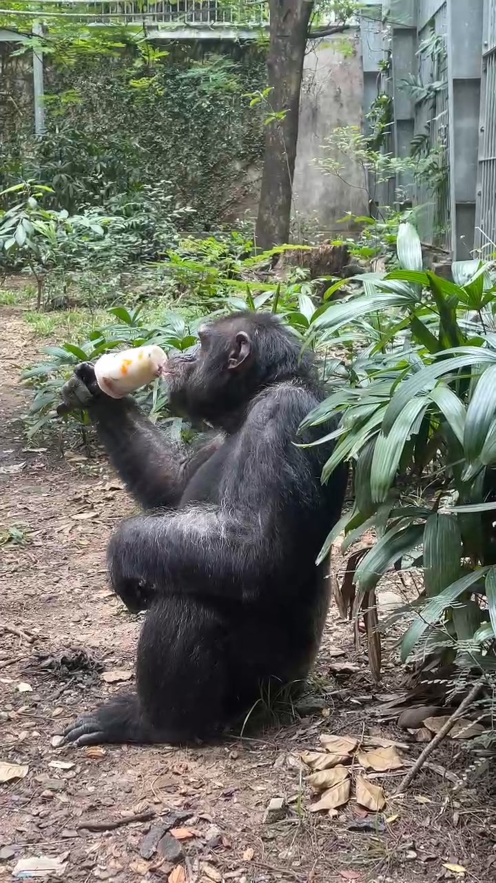 [🆕🇻🇳] Thảo Cầm Viên – Sài gòn Zoo & Botanical Gardens ♥️️ Top1Checkin ☑  Bà Chớp
Răng cỏ không còn bao nhiêu nhưng rất thích mê kem
 , shares-0✔️ , likes-17K❤️️ , date-2025-01-18 14:22:50🇻🇳🇻🇳🇻🇳📰🆕