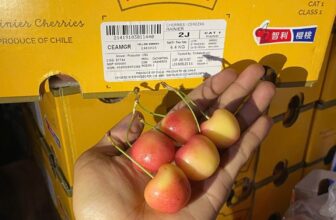 [🆕🇻🇳] Chio shop – Cửa hàng rau quả 🍔 Top1Food  🍜 Hot hot hot!Cherry Chile năm nay có cherry vàng nữa nha, giòn rụm, ngọt lịm, trái siêu bóng đẹp450k/kg
Thùng 2.2kg/900k
, shares-0✔️ , likes-2❤️️ , date-2025-01-21 19:34:33🇻🇳🇻🇳🇻🇳📰🆕