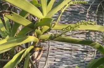 [🆕🇻🇳]  PHÚC KHANG BABY HOUSE – Chuyên thời trang trẻ em xuất khẩu, tã, sữa, combo đi sinh, phụ kiện cho bé 🧑‍🧒❤️️👶⭐️ #muaxuan #mevabephuckhang #tiktok #xuhuongtiktok
, shares-0✔️ , likes-4❤️️ , date-2025-01-22 15:50:24🇻🇳🇻🇳🇻🇳📰🆕