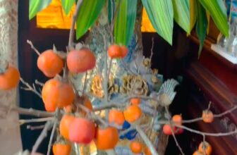 [???] Kho Buôn Hương Lê – Nhà máy sản xuất buôn lô hàng VNXK-Xuất dư,Oder hàng QCCC ? Top1Fashion ?  Lạy đức Bồ-tát Phổ Hiền, chúng con xin học theo hạnh nguyện của Bồ-tát, biết đem con mắt và trái tim đi vào cuộc sống.Chúng con xin nguyện buổi sáng dâng , shares-0✔️ , likes-17❤️️ , date-2025-01-20 02:31:38????????