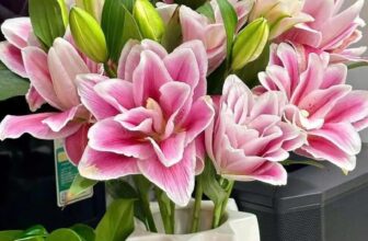 [🆕🇻🇳] Hương Thảo food and Fruits – Cửa hàng thực phẩm tự nhiên 🍔 Top1Food  🍜  Kép Mikela hàng tết bị rộ trước ạ
– Hàng tết thì khỏi bàn rồi to khoẻ dã man, bó gần 1kg luôn ấy ạ
– 5 cành trên 20 bông
– Mua 1 bình chơi tới 27 âm đổi  , shares-0✔️ , likes-0❤️️ , date-2025-01-21 21:04:45🇻🇳🇻🇳🇻🇳📰🆕