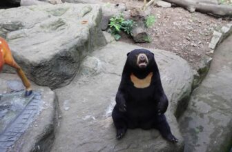 [🆕🇻🇳] Thảo Cầm Viên – Sài gòn Zoo & Botanical Gardens ♥️️ Top1Checkin ☑  Nay đưa Ông Táo rồi
Cô chú anh chị chuẩn bị Tết tới đâu rồi
Riêng công chúa Noel ngày nào cũng là Tết nha
, shares-7✔️ , likes-15K❤️️ , date-2025-01-22 17:52:29🇻🇳🇻🇳🇻🇳📰🆕