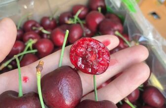 [🆕🇻🇳] Siêu Thị Hàng Tiêu Dùng – Bếp hương béo 🍔 Top1Food  🍜 Tiếp tục ry vip cứng như đá#480k /2.5kg em có 100hop thôi ạ
, shares-0✔️ , likes-0❤️️ , date-2025-01-21 05:33:57🇻🇳🇻🇳🇻🇳📰🆕