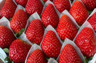 [🆕🇻🇳] Vườn Dâu Nhà Mớm – Based in Saigon 🍔 Top1Food  🍜 Ta nói nó đã thơm cả căn nhà. Chín mọng ngọt thơm phức luôn. Chín ngon mà còn sz Vip nữa thì làm gì có nhiều. Cứ ăn đúng mùa thì trái cây mới ngon và độ ng , shares-0✔️ , likes-1❤️️ , date-2025-01-23 15:43:09🇻🇳🇻🇳🇻🇳📰🆕