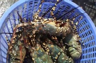 [🆕🇻🇳] Tôm Hùm Việt – Chuyên cung cấp sỉ tôm hùm cho các vựa, nhà hàng khách sạn 🍔 Top1Food  🍜  , shares-0✔️ , likes-4❤️️ , date-2025-01-20 22:19:45🇻🇳🇻🇳🇻🇳📰🆕