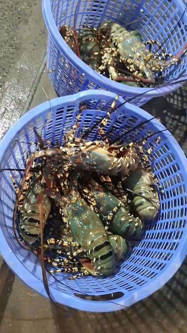 [🆕🇻🇳] Tôm Hùm Việt – Chuyên cung cấp sỉ tôm hùm cho các vựa, nhà hàng khách sạn 🍔 Top1Food  🍜  , shares-0✔️ , likes-4❤️️ , date-2025-01-20 22:19:45🇻🇳🇻🇳🇻🇳📰🆕