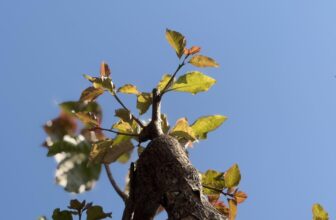 [☕️🇻🇳]  Minh Coffee 🥤 Top1Coffee ☕️ Những chồi non bắt đầu nảy lộc, một mùa Xuân lại về trên đất Mẹ Quảng Bình thân yêu
Minh Coffee hân hạnh được đồng hành cùng qu , shares-0✔️ , likes-11❤️️ , date-2025-01-22 23:31:24🇻🇳🇻🇳🇻🇳📰🆕