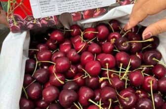 [🆕🇻🇳] Hoa Quả 4Mùa – Cửa hàng rau quả 🍔 Top1Food  🍜  #Cherry_Chile hiệu SAN FRANCISCOCherry nay em chạy tương tác zá sập sànChỉ : #269k/ kg size toCuống tươi – Cứng Quả – Giòn Ngọt – Đậm VịHàng nhà  , shares-0✔️ , likes-0❤️️ , date-2025-01-24 02:05:18🇻🇳🇻🇳🇻🇳📰🆕