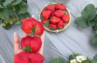 [🆕🇻🇳] Lefarms – Cửa hàng tiện lợi 🍔 Top1Food  🍜 DÂU HANA MỘC CHÂU ĐÁP BAY TẠI LEFARMS Ạ
DÂU NGỌT 8-9/10 điểm ạ
Size SIÊU VIP to ĐÙNG ạ (hộp 500g, 9-12 quả ạ)
Lefarms mời khách ạ
, shares-0✔️ , likes-7❤️️ , date-2025-01-23 23:10:55🇻🇳🇻🇳🇻🇳📰🆕