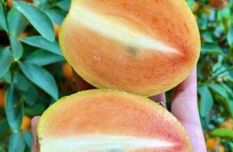 [🆕🇻🇳] THUỶ THUỶ FOOD – Trái Cây Sạch / Đặc Sản Đà Lạt 🍔 Top1Food  🍜  𝙃𝙤̂̀𝙣𝙜 𝙓𝙞𝙚̂𝙢 (sapoche, lồng mứt) siêu ngọt. Khách lên đơn em ship nhé
#199k/3kg – Lẻ 69k/kg
Thùng 5kg #329kĂn rất ngon mà còn tốt cho sức khoẻ
T , shares-0✔️ , likes-0❤️️ , date-2025-01-24 02:38:43🇻🇳🇻🇳🇻🇳📰🆕