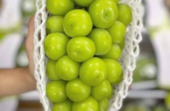 [🆕🇻🇳] Siêu Thị Hàng Tiêu Dùng – Bếp hương béo 🍔 Top1Food  🍜 Vừa đáp tươi xanh luôn
Nho Úc đi bay về đunga dịp. Cuống tươi xanh, giòn ngọtNho đỏ #210k /kgNho xanh Nam Phi #310k /kgMẫu đơn Hàn supper vip, trái c , shares-0✔️ , likes-1❤️️ , date-2025-01-24 18:13:54🇻🇳🇻🇳🇻🇳📰🆕