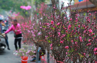 [🆕🇻🇳] DGC Selection là thương hiệu thời trang nam của Tổng công ty Đức Giang 👕 Top1Fashion 👗   THẤY CHỢ HOA LÀ THẤY TẾTNhững ngày cận Tết này, hãy cùng gia đình dạo quanh những địa điểm ngắm hoa đẹp nhất Hà Nội, để thưởng thức vẻ đẹp xuân thì và m , shares-1✔️ , likes-2❤️️ , date-2025-01-27 22:00:10🇻🇳🇻🇳🇻🇳📰🆕