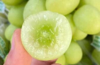 [🆕🇻🇳] Nông Sản Bảo Lâm HCM – Chợ nông sản 🍔 Top1Food  🍜 Có 1 it nho xanh nam phi hàng tươi ngon vừa đáp
Giá sale l
Bao  giòn va cứng trái
Tươi xanh luôn khách qua xem thích liền ạLoại này ăn giọ dụm, giò , shares-0✔️ , likes-3❤️️ , date-2025-01-26 16:37:47🇻🇳🇻🇳🇻🇳📰🆕