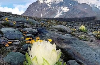 [🆕🇻🇳]  Anna kids – Chuyên cung cấp sỉ & lẻ thời trang trẻ em. Hàng xuất xịn, đẹp, độc, lạ! 🧑‍🧒❤️️👶⭐️ Thiên sơn tuyết liên 7 năm nở 1 lần
Đừng bỏ qua may mắn sẽ đến với bạn
, shares-0✔️ , likes-32❤️️ , date-2025-01-29 05:38:25🇻🇳🇻🇳🇻🇳📰🆕