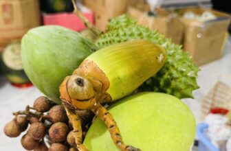 [🆕🇻🇳] Hương Thảo food and Fruits – Cửa hàng thực phẩm tự nhiên 🍔 Top1Food  🍜 E GÔM THÊM ĐỢT CUỐI
SET NGŨ QUẢ SÁNG MAI 29AL 7H E GIAO
– 220K/SET
, shares-0✔️ , likes-0❤️️ , date-2025-01-28 00:06:04🇻🇳🇻🇳🇻🇳📰🆕