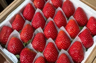 [🆕🇻🇳] Vườn Dâu Nhà Mớm – Based in Saigon 🍔 Top1Food  🍜 Tự thưởng cho bản thân 1 hộp dâu ngon nhất ăn dâu đỏ cho đỏ cả năm nào  Dâu giống Nhật Skyberry mềm ngọt thơm ngon mời cả nhà thưởng thức!
Size VIP 25 trá , shares-0✔️ , likes-0❤️️ , date-2025-01-26 15:41:18🇻🇳🇻🇳🇻🇳📰🆕