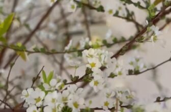 [☕️🇻🇳] Cà Phê Không 🥤 Top1Coffee ☕️  , shares-0✔️ , likes-2❤️️ , date-2025-01-28 19:26:50🇻🇳🇻🇳🇻🇳📰🆕