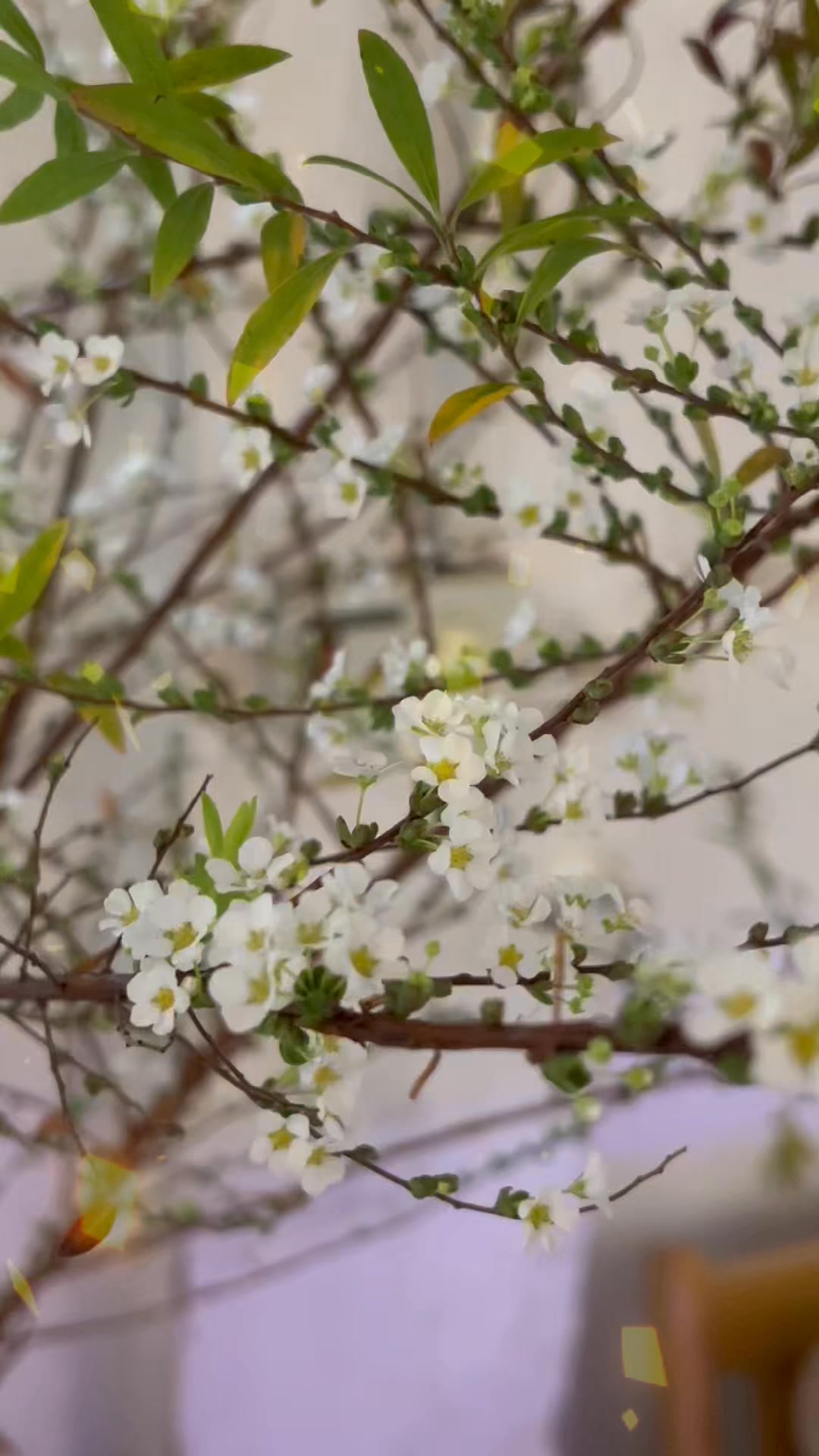 [🆕🇻🇳] Dodo Pizza Vietnam – Chuỗi nhà hàng Pizza tại TP.HCM 🍔 Top1Food  🍜 ĐỒNG XOÀI ƠI.. DODO PIZZA MỞ BÁN XUYÊN TẾT
KHÔNG TĂNG GIÁ, KHÔNG PHỤ THU + DEAL HỜI NÈ!!!Tinh hoa hội tụ, phủ đầy niềm vui năm mới.
Mỗi năm Tết đến chỉ  , shares-6✔️ , likes-60❤️️ , date-2025-01-28 17:39:47🇻🇳🇻🇳🇻🇳📰🆕