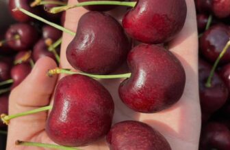 [🆕🇻🇳] Hoa Quả 4Mùa – Cửa hàng rau quả 🍔 Top1Food  🍜  #Cherry_Chile hiệu SAN FRANCISCOCherry nay em chạy tương tác zá sập sàn hàng VIPChỉ : #269k/ kg size 2JCuống tươi – Cứng Quả – Giòn Ngọt – Đậm Vị, shares-0✔️ , likes-0❤️️ , date-2025-01-27 17:12:06🇻🇳🇻🇳🇻🇳📰🆕