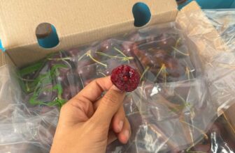 [🆕🇻🇳] Chio shop – Cửa hàng rau quả 🍔 Top1Food  🍜 Lô cherry Chile s28 cuối cùng của năm ngon xuất sắc nha – Cuống xanh, giòn rụm, ngọt đậm rất đậm270k/kg
650k/thùng 2.5kg
, shares-0✔️ , likes-0❤️️ , date-2025-01-27 19:37:56🇻🇳🇻🇳🇻🇳📰🆕