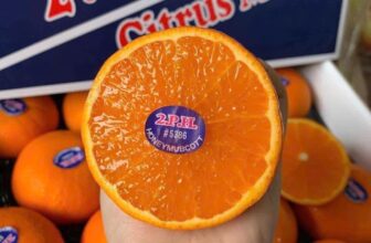 [🆕🇻🇳] THUỶ THUỶ FOOD – Trái Cây Sạch / Đặc Sản Đà Lạt 🍔 Top1Food  🍜  𝐐𝐔𝐘́𝐓 𝐔́𝐂 𝟐𝐏𝐇 𝐌𝐀̃𝐈 Đ𝐈̉𝐍𝐇
Quýt úc chuyến mới về Không có điểm trừ, hàng mọng nước, ngọt nhiều và đặc biệt rất thơm ngon ạ. Giá hạ nhiệt hen
#99k/kg – Lẻ , shares-0✔️ , likes-50❤️️ , date-2025-01-28 15:05:08🇻🇳🇻🇳🇻🇳📰🆕