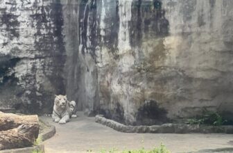 [🆕🇻🇳] Thảo Cầm Viên – Sài gòn Zoo & Botanical Gardens ♥️️ Top1Checkin ☑  Sáng Mùng Một nghiêm túc thức tiếp khách đàng hoàng nha
, shares-11✔️ , likes-17K❤️️ , date-2025-01-29 18:52:41🇻🇳🇻🇳🇻🇳📰🆕