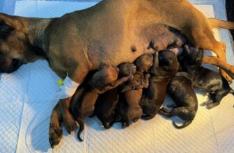 [🆕🇻🇳] Bệnh Viện Thú Y LAN PET Hà Nam 🐶🦜 Top1Pets 🐱🐠  , shares-125✔️ , likes-208❤️️ , date-2025-01-25 14:50:46🐶🐱🇻🇳🇻🇳🇻🇳📰🆕